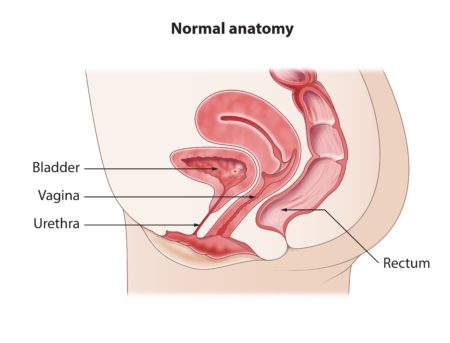 uterus and bladder